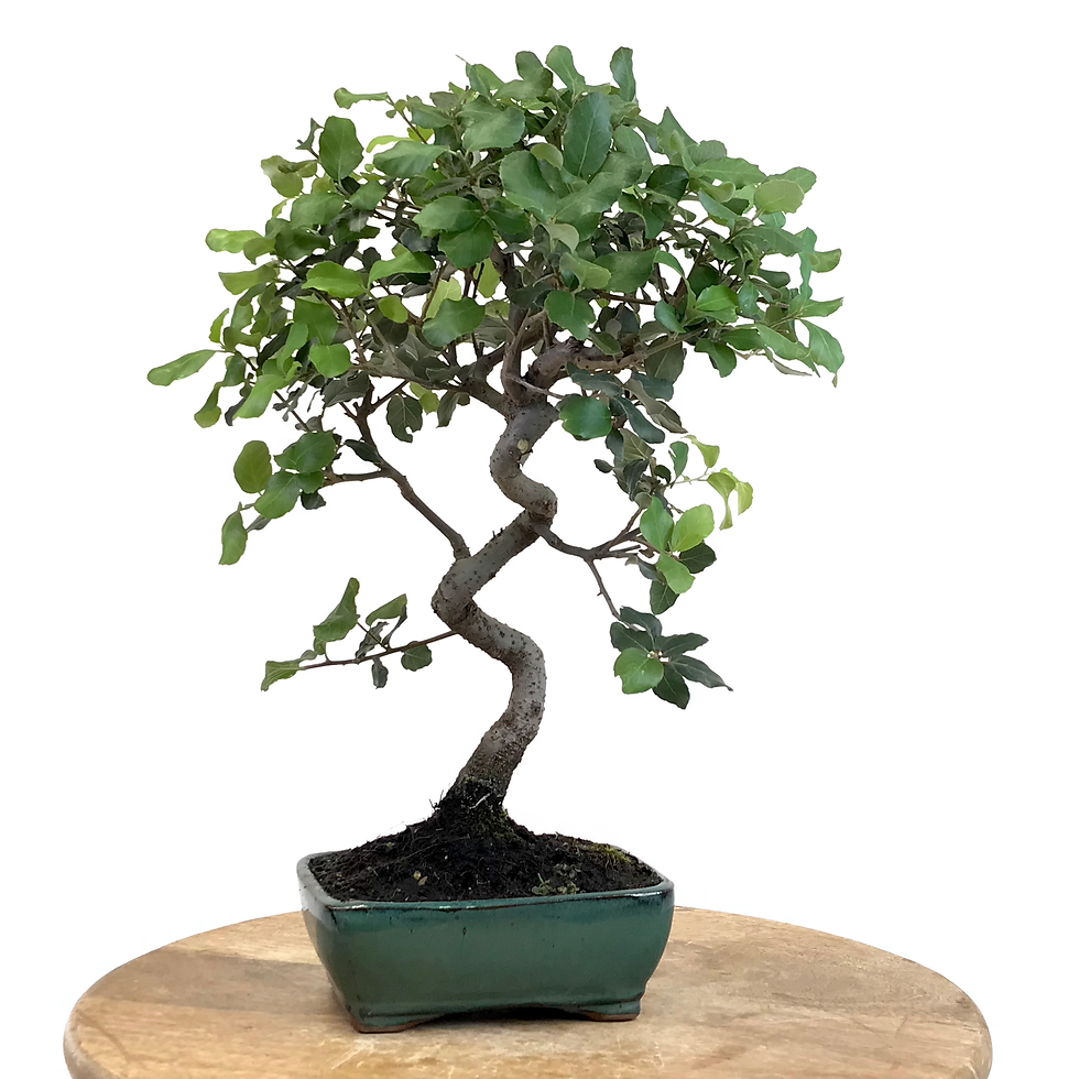 Miniature : CHENE Liège 10 ans de 39 cm de hauteur   X33