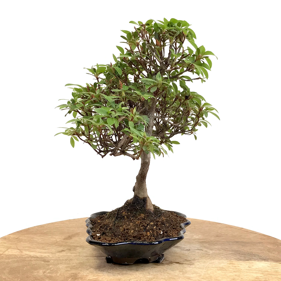 Miniature : AZALEE Satsuki 11 ans de 27 cm de hauteur   X53