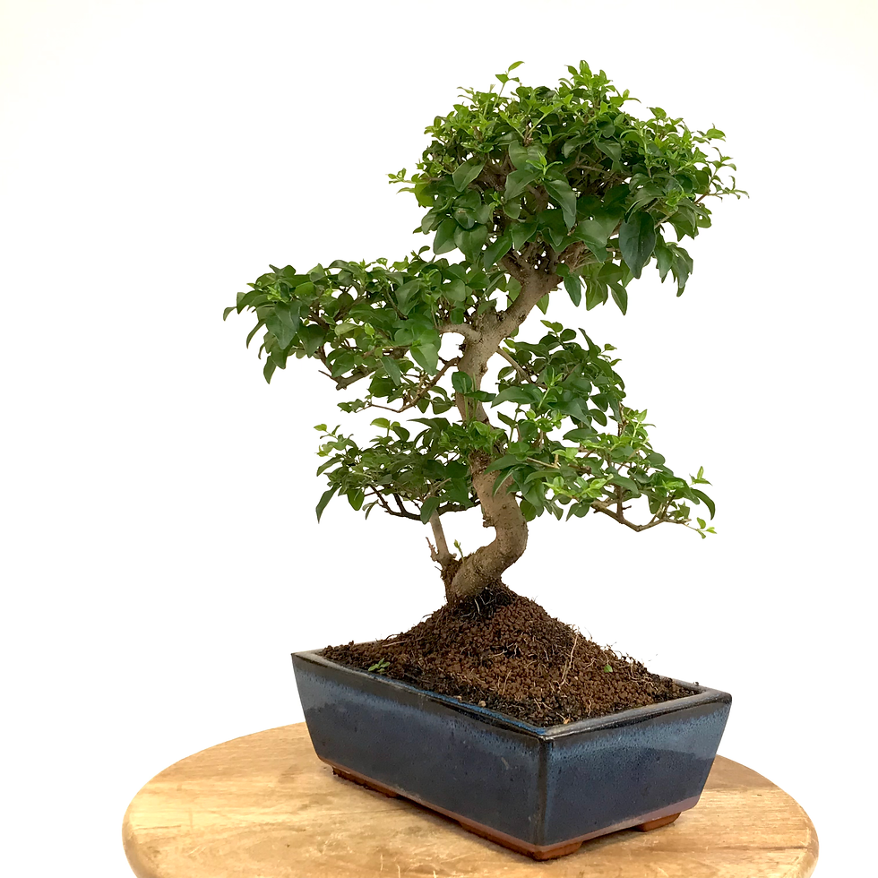 Miniature : TROENE de Chine 12-13 ans de 42 cm de hauteur   X45