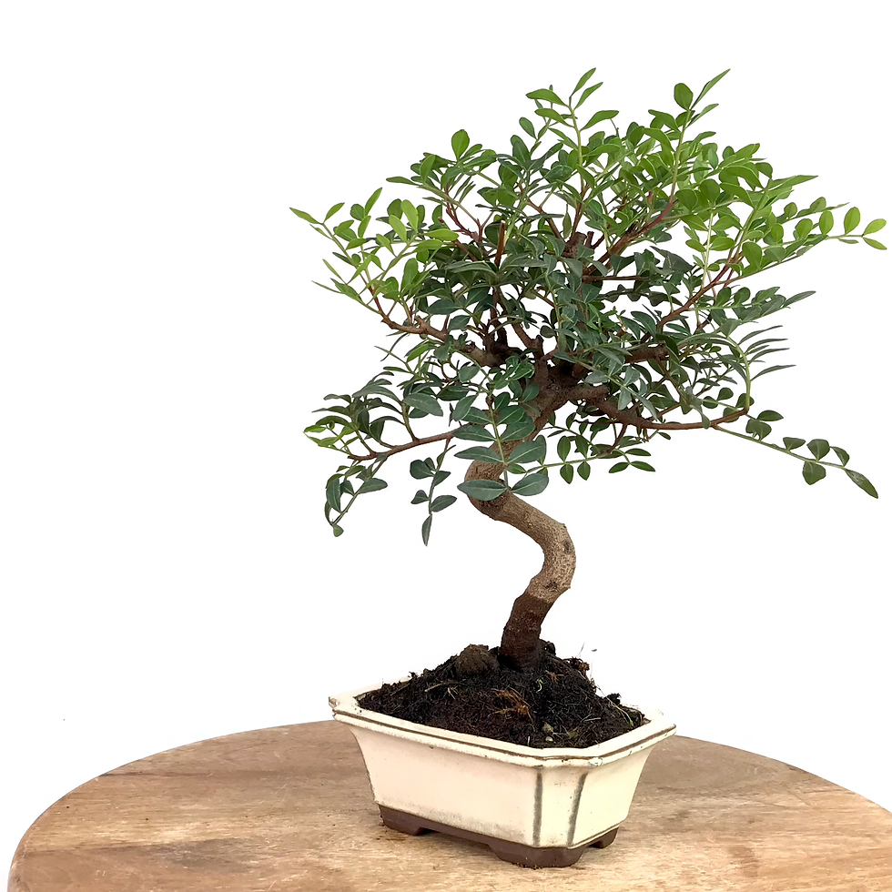 Miniature : PISTACHIER lentisque 9 ans de 34 cm de hauteur  E77