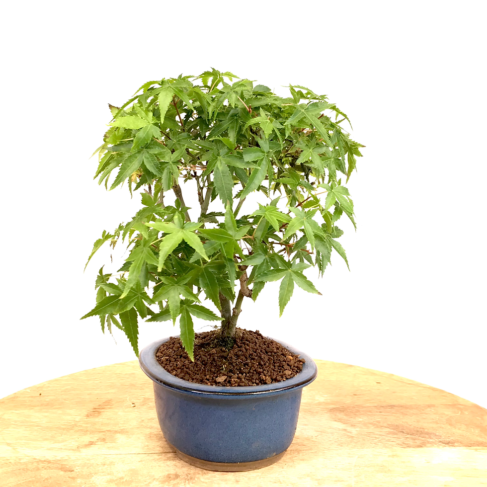 Miniature : ERABLE du Japon 'Kiyo-hime'  9 ans de 26 cm de hauteur  A52