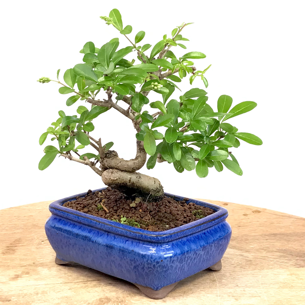 Miniature : TROENE Japonais LIGUSTRUM Obtusifolium 10 ans de 18 cm de hauteur  H80