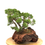 Miniature : JUNIPERUS Chinensis +18 ans de 37 cm de hauteur  Roche Carl Malarbet   A49