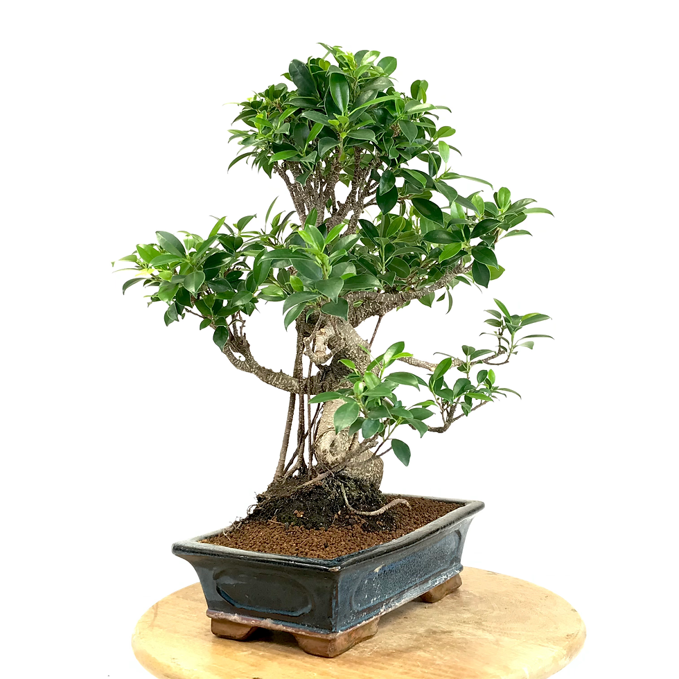 Miniature : FICUS Retusa 14 ans de 48 cm de hauteur  A66