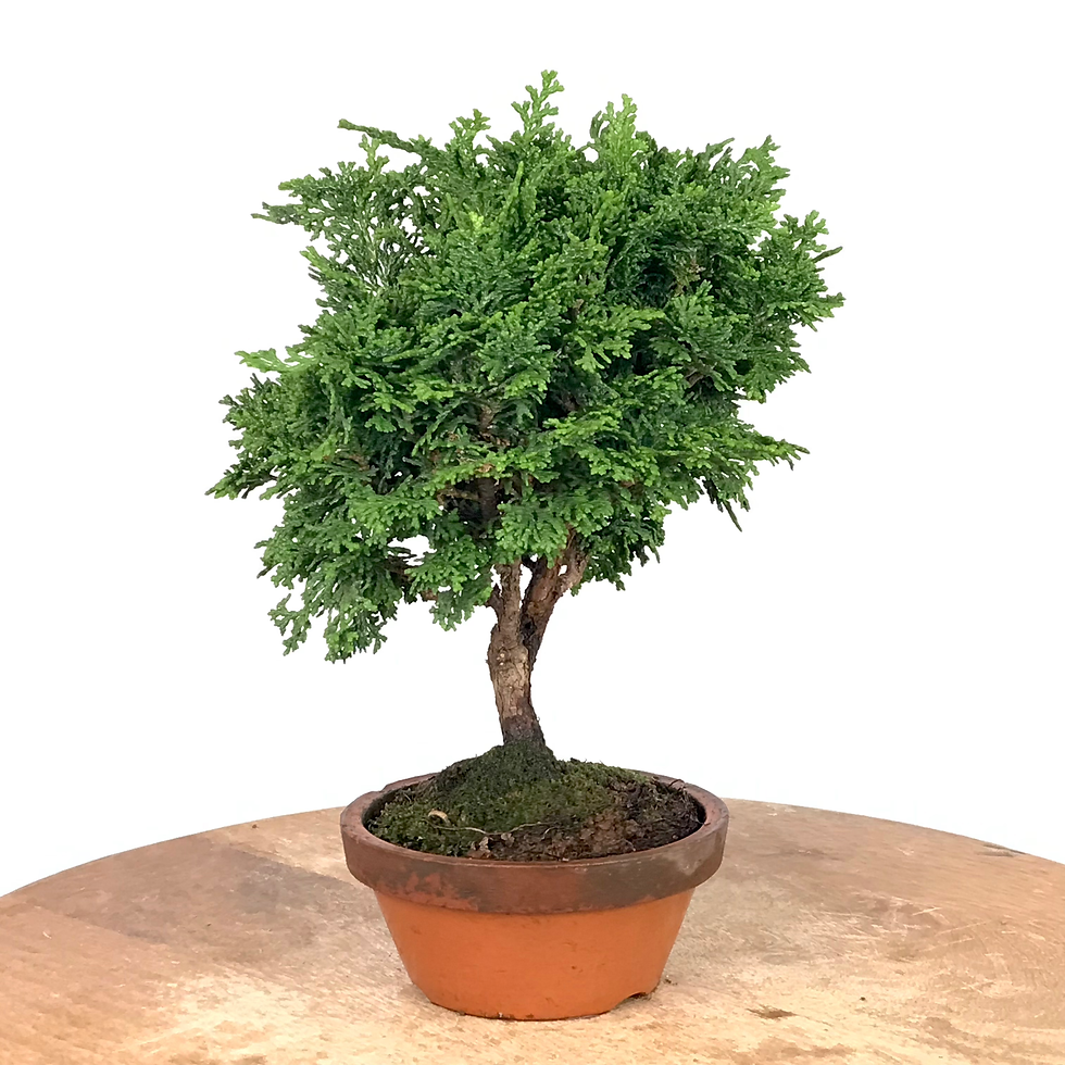 Miniature : CHAMAECYPARIS Obtusa CYPRES du Japon 14-15 ans de 25 cm de hauteur   XX63