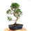 Miniature : FICUS Retusa 12-13 ans de 47 cm de hauteur  X16