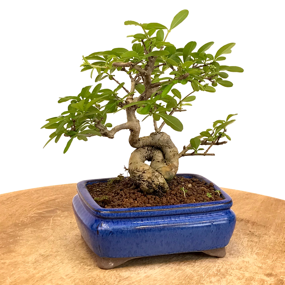 Miniature : TROENE Japonais LIGUSTRUM Obtusifolium 10 ans de 18 cm de hauteur  H80