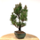 Miniature : PINUS Thunbergii PIN noir du Japon KOTOBUKI 13 ans de 36 cm de hauteur   A10