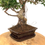 Miniature : FICUS Retusa 13-14 ans de 47 cm de hauteur  H90