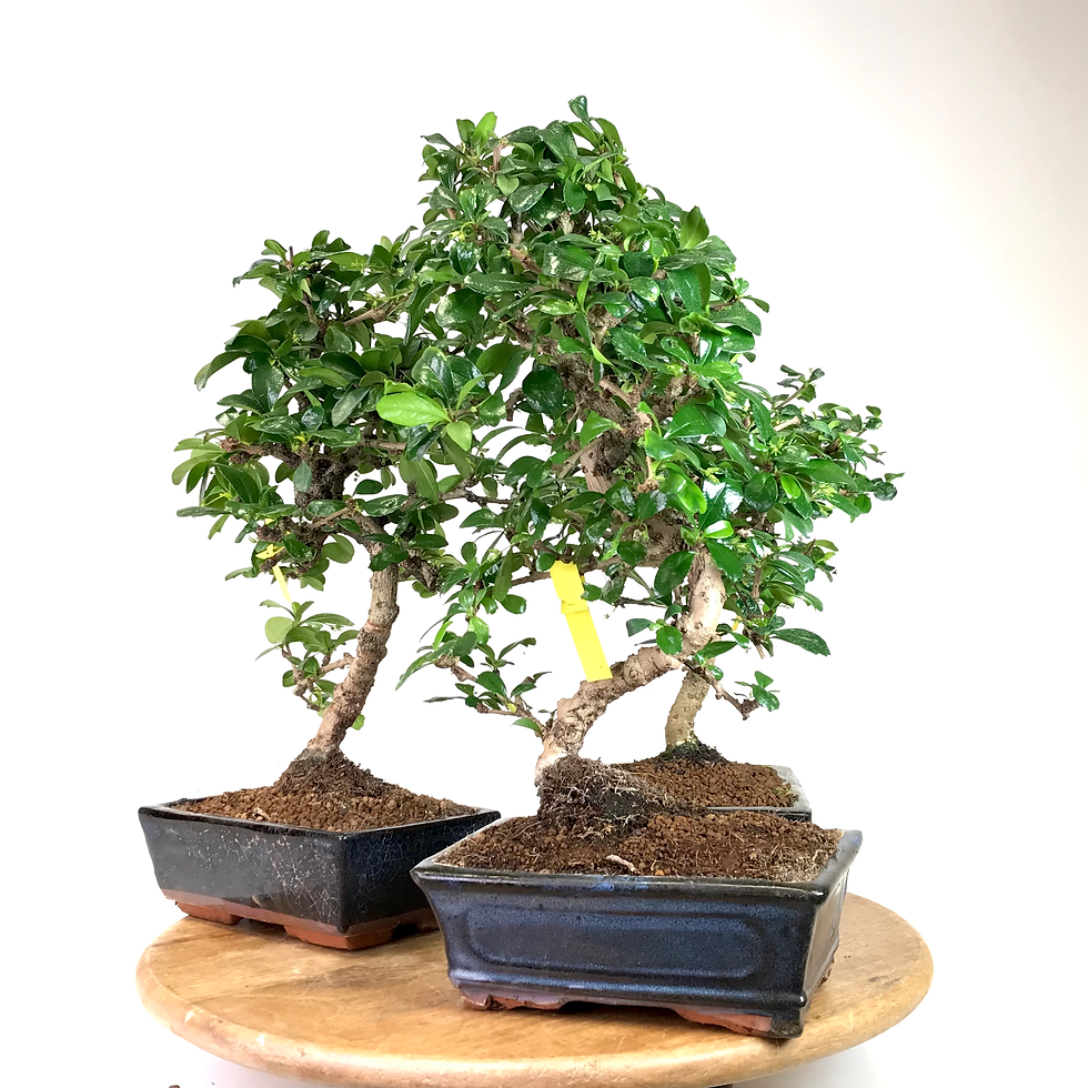 Miniature : PRÊT À OFFRIR "ARBRE à THÉ" 10 ans de 35-40 cm de haut Soucoupe Engrais Ciseaux