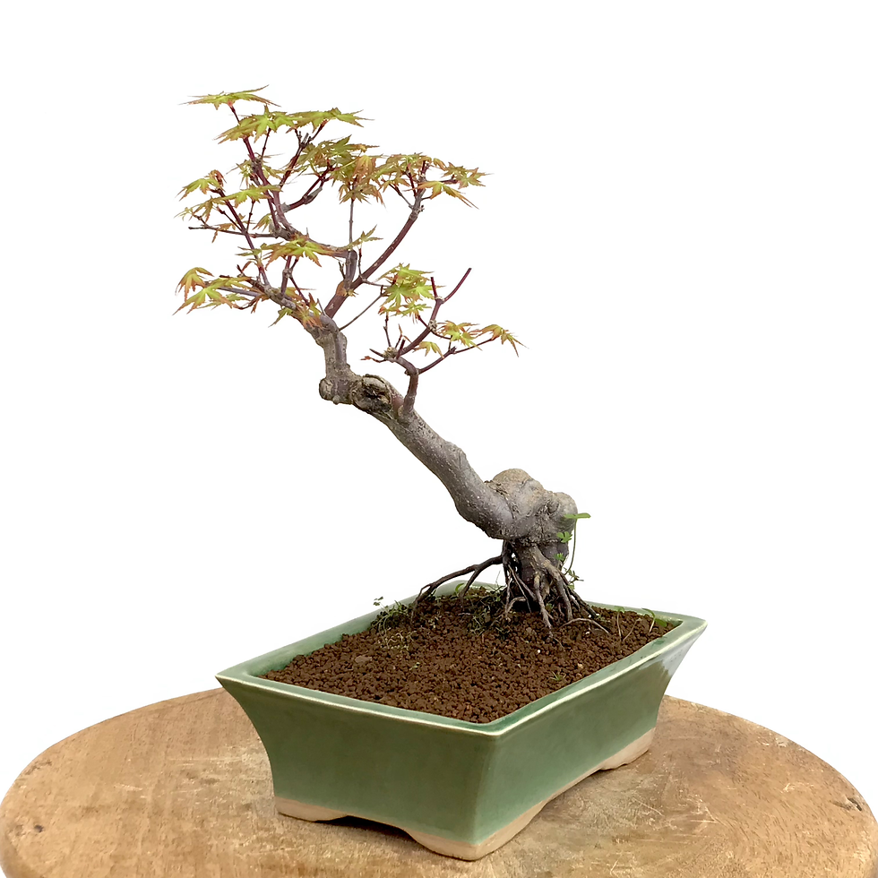 Miniature : ERABLE du Japon 'Yamamomijii' +16 ans de 33 cm de hauteur   X82