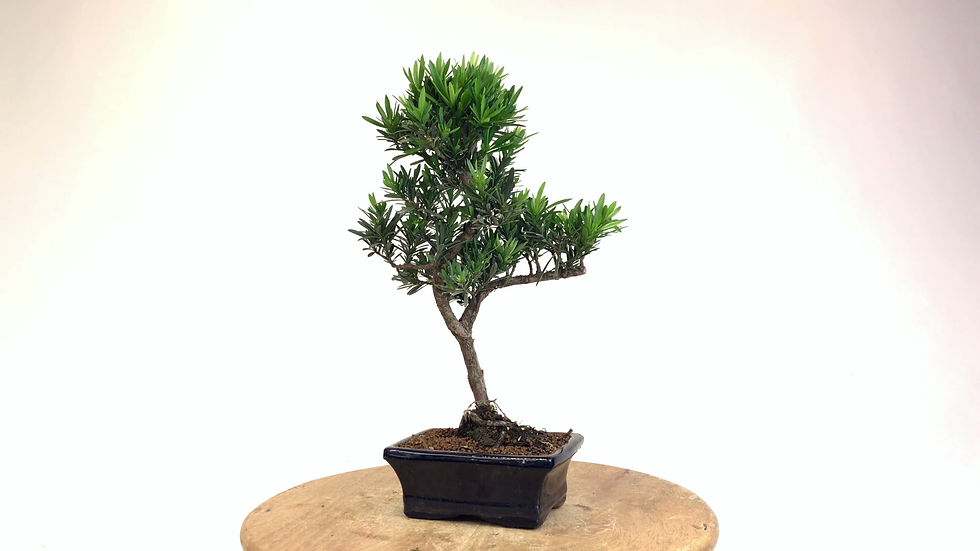 Miniature : PIN des Bouddhistes 7-8 ans 38 cm de hauteur   H90