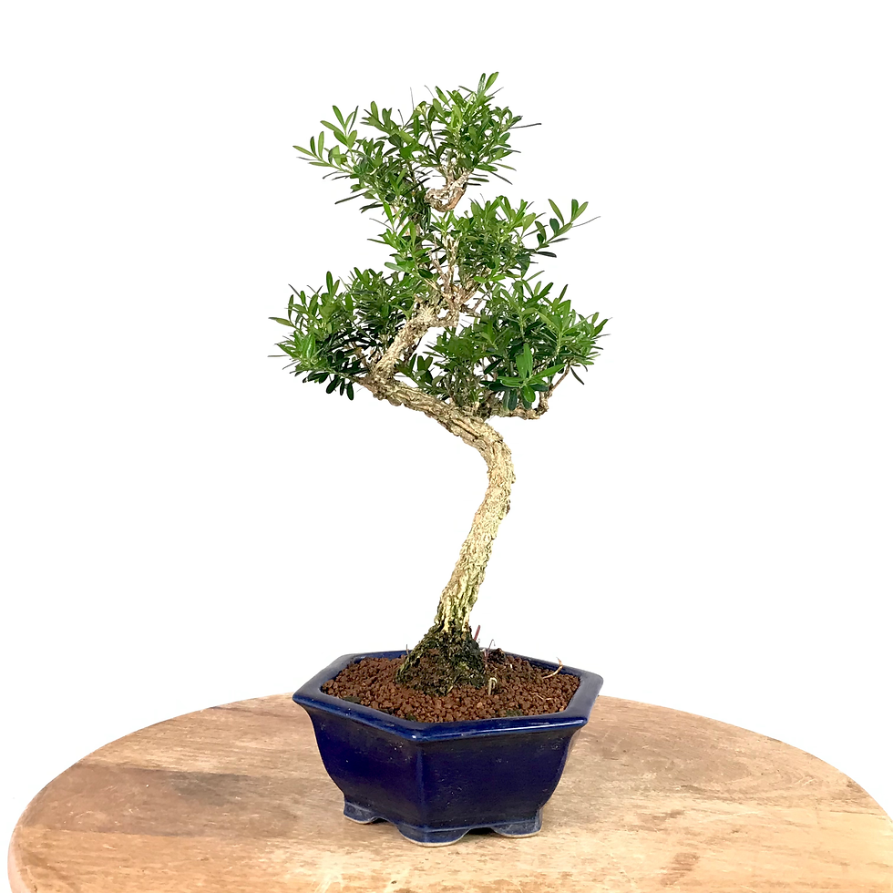 Miniature : BUIS au bois de liège 10-11 ans de 33 cm de hauteur   H56