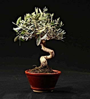 olivier-paris-bonsai
