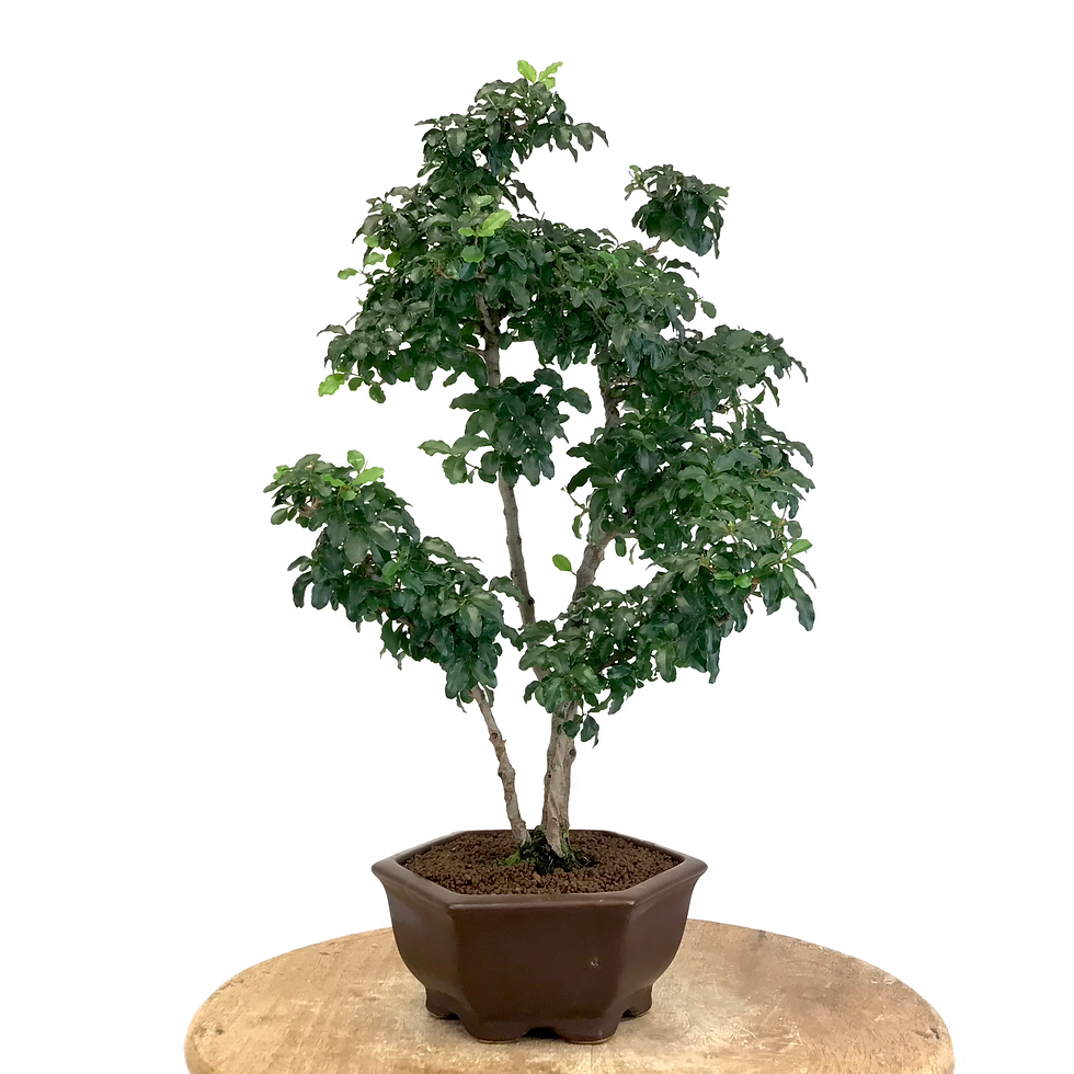 Miniature : TROENE Indonésien 10-11 ans 48 cm de hauteur  A07