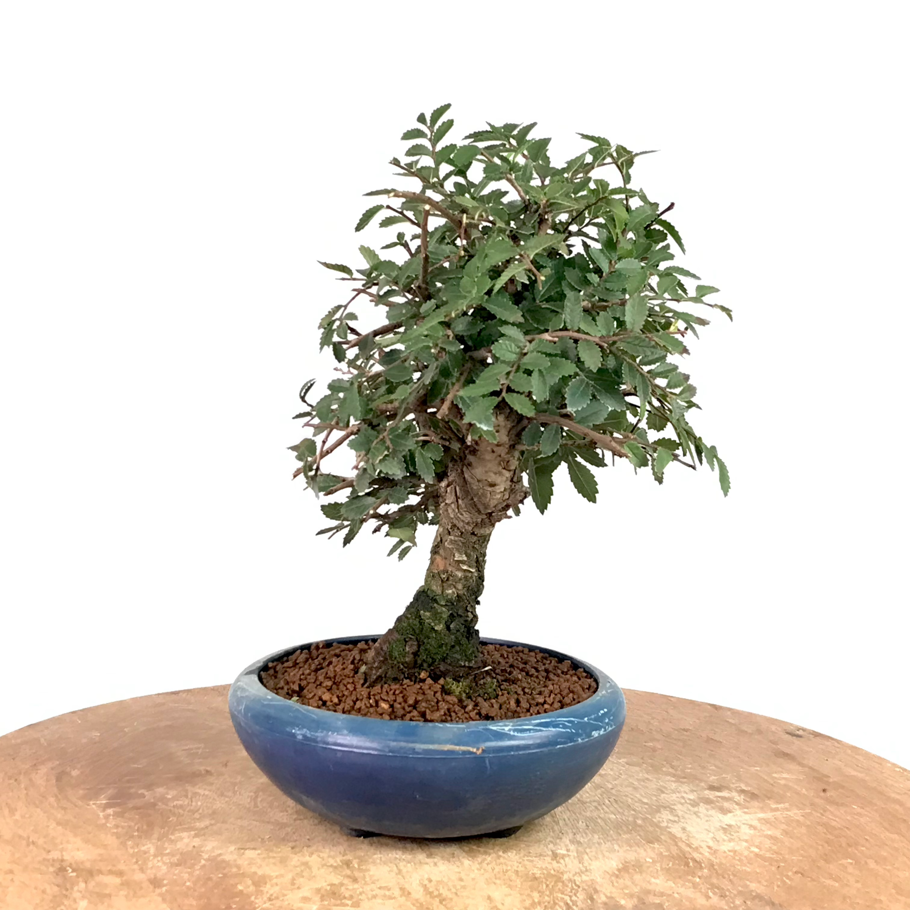 ORME du Japon ZELKOVA Nire 10-11 ans de 26 cm de hauteur   H39