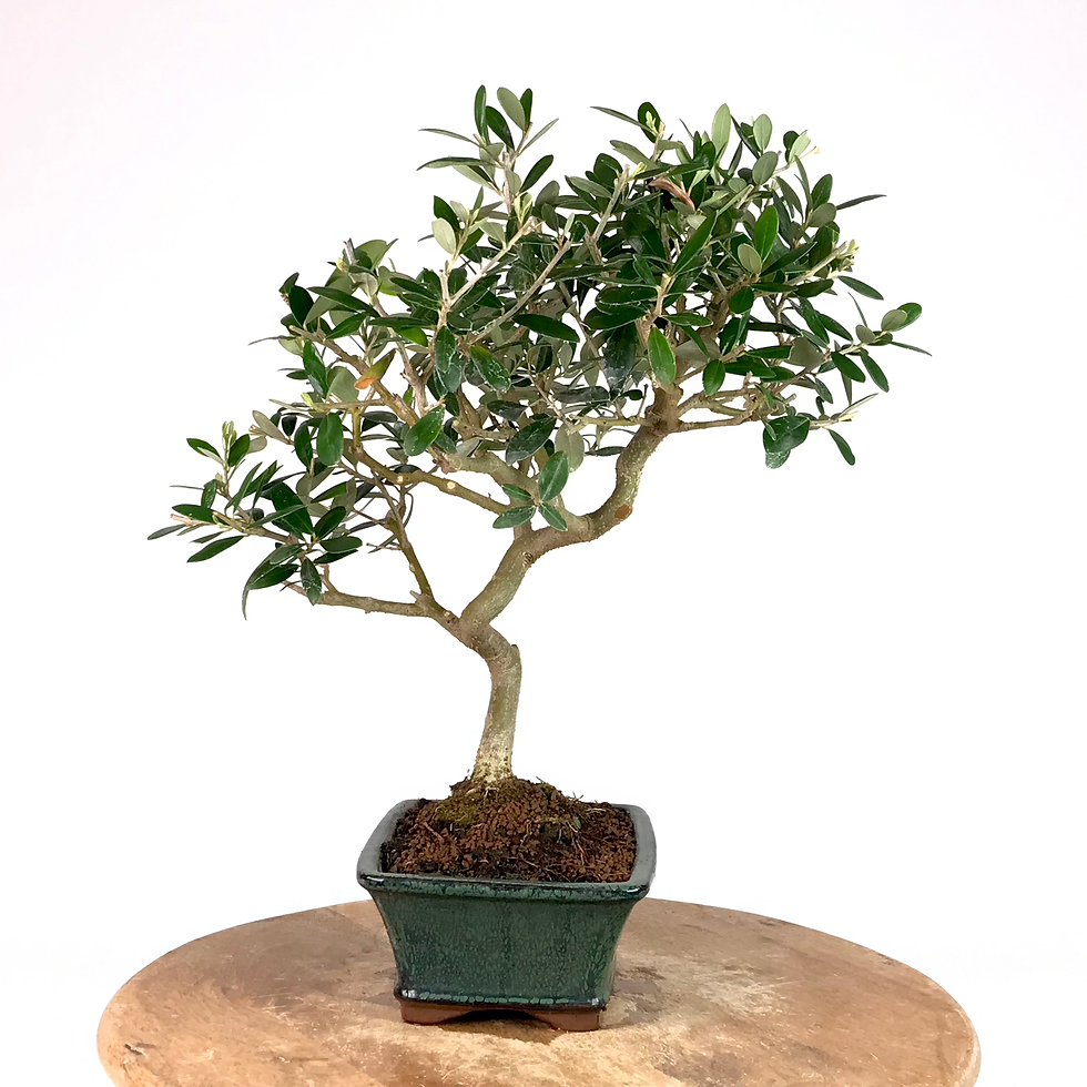 Miniature : OLIVIER Européen 12 ans de 42 cm de hauteur   A53
