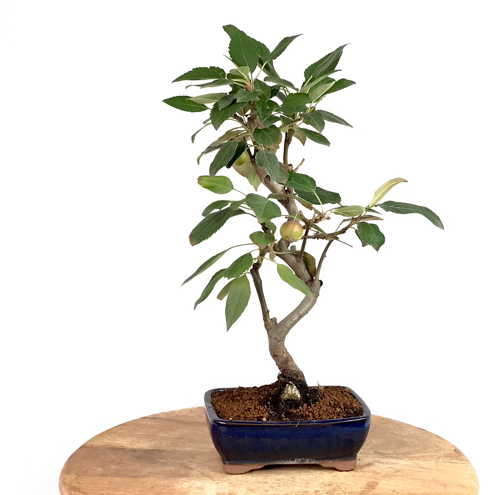 Miniature : POMMIER d'ornement 10 ans 38 cm de hauteur   H77