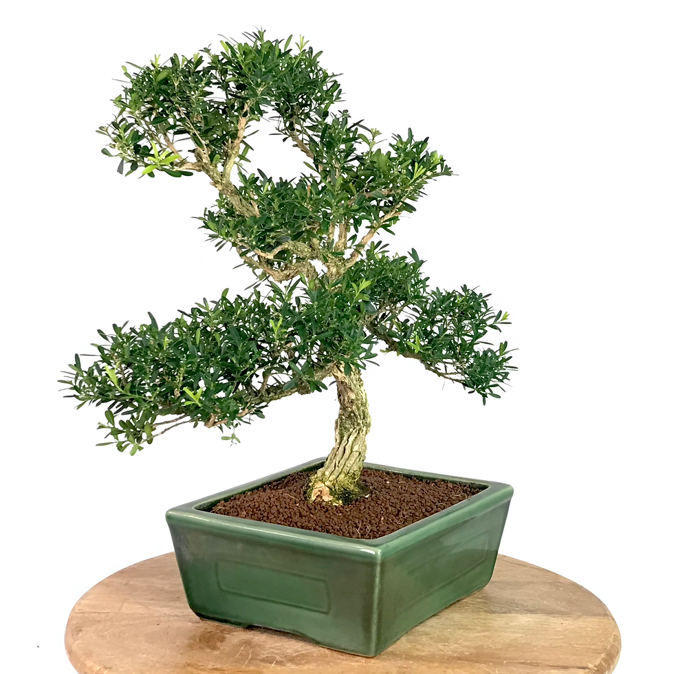 Miniature : BUIS au bois de liège +18 ans de 42 cm de hauteur   XX84