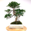 Miniature : FICUS Retusa 16-17 ans de 47 cm de hauteur  C95
