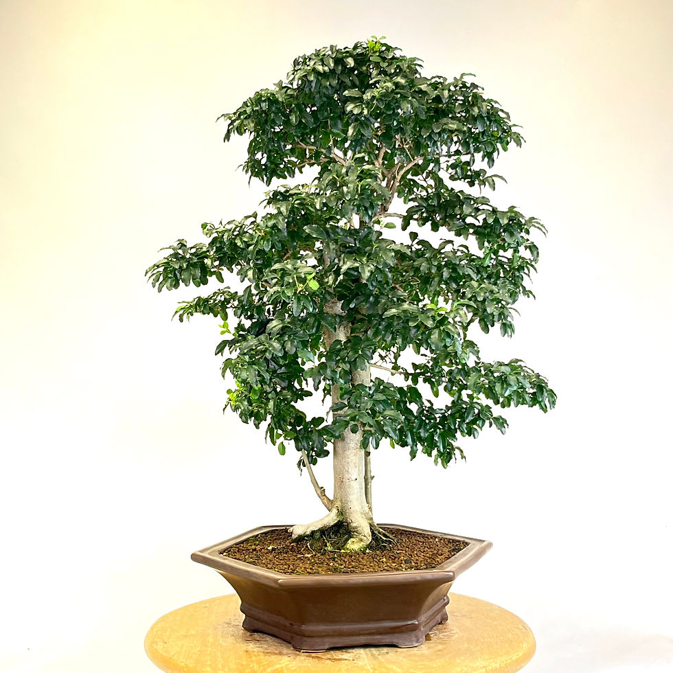 Miniature : TROENE Indonésien +20 ans 58 cm de hauteur  X23