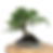 Miniature : FRENES de CHINE FRAXINUS sinensis +20 ans de 32 cm de hauteur   X26