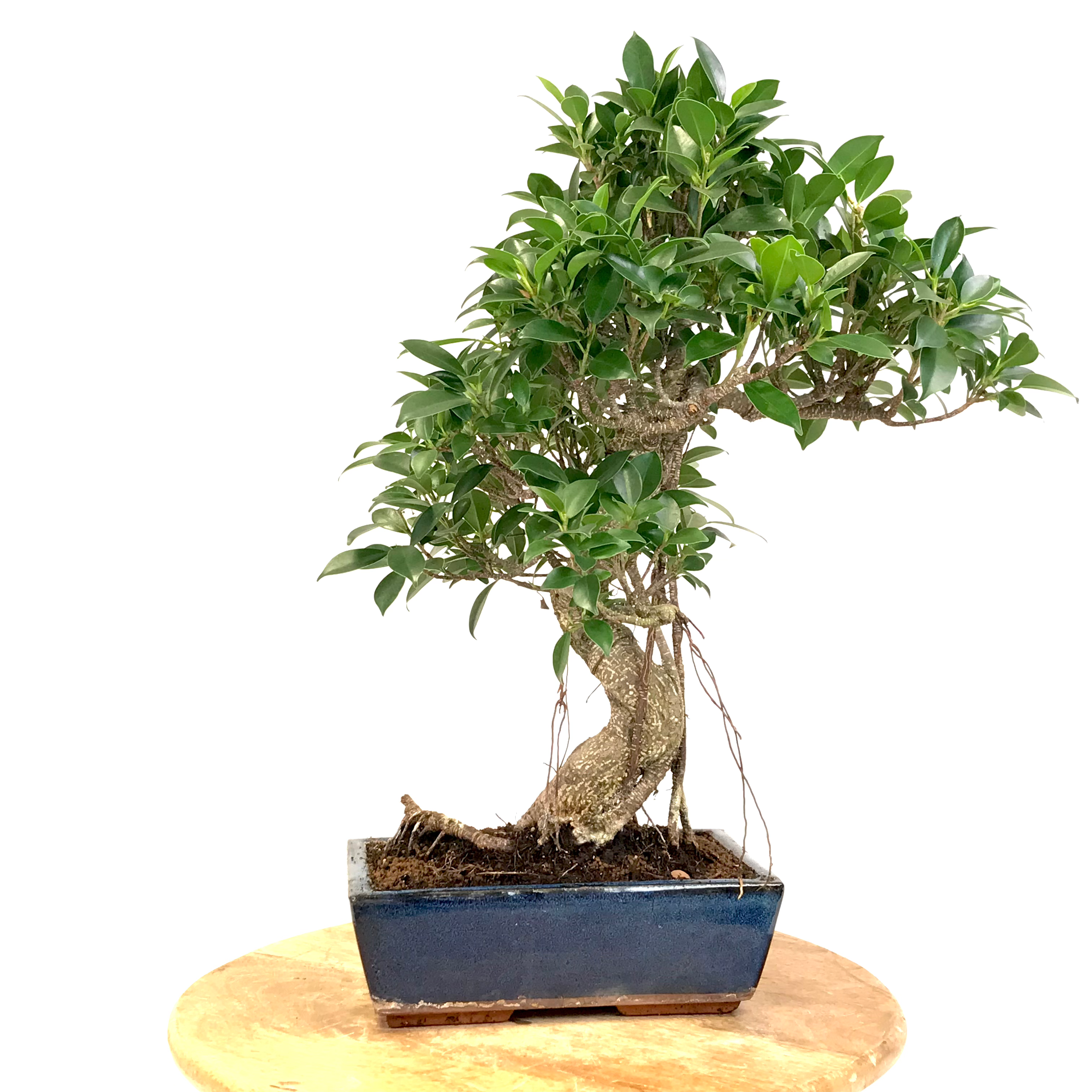 FICUS Retusa 12-13 ans de 50 cm de hauteur X17