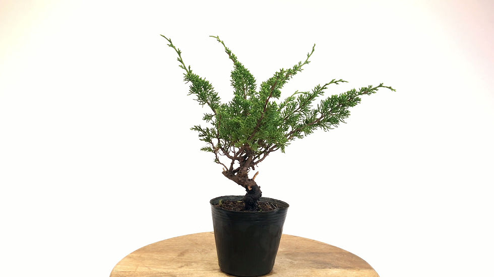 Miniature : JUNIPERUS Chinensis 10 ans de 30 cm de hauteur   A73