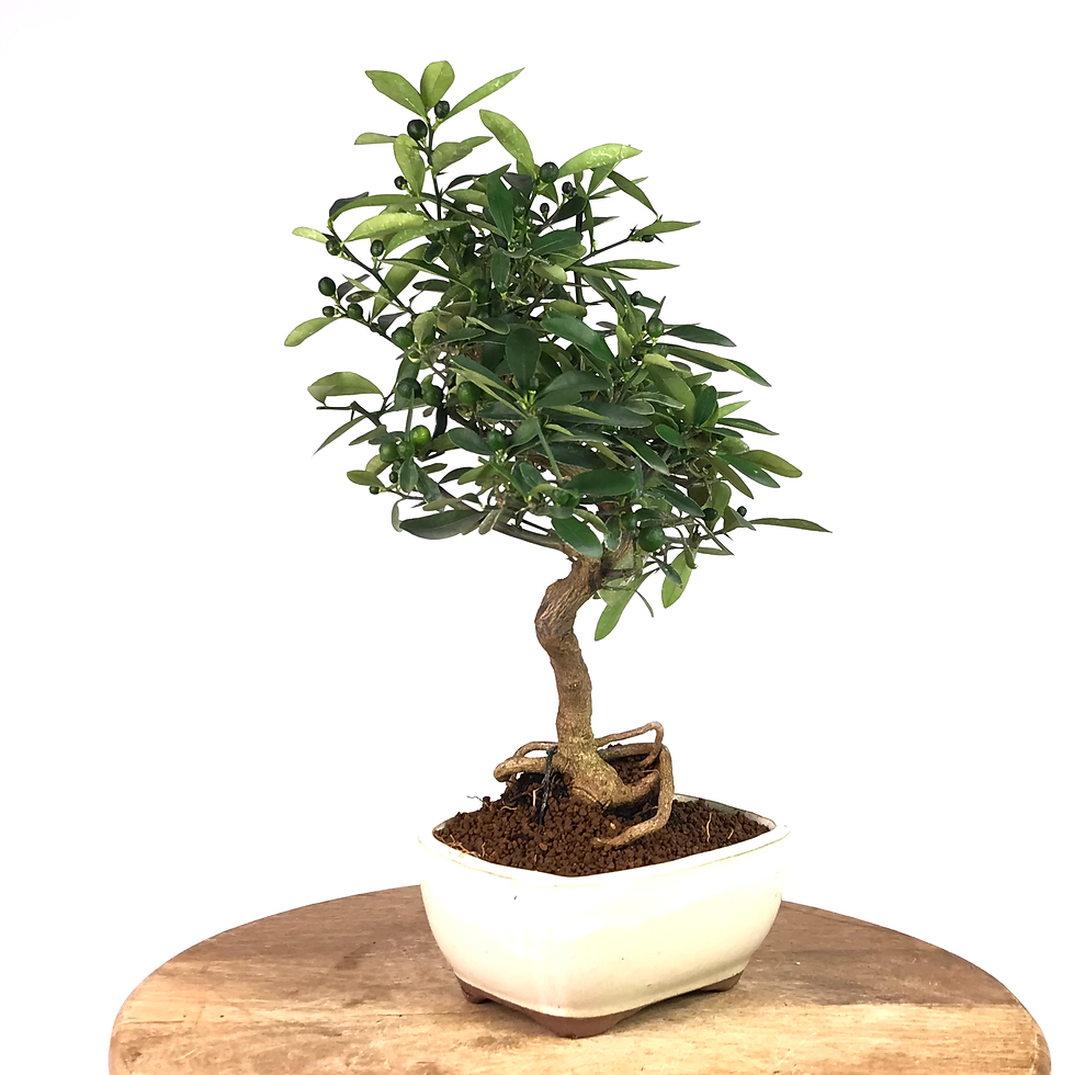 Miniature : KUMQUAT nain de Hong Kong 10-11 ans de 35 cm de hauteur  H04