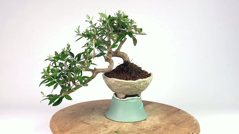 Miniature : OLIVIER Européen 10 ans de 25 cm de hauteur   E44