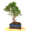 Miniature : FICUS Retusa 12-13 ans de 50 cm de hauteur  X17