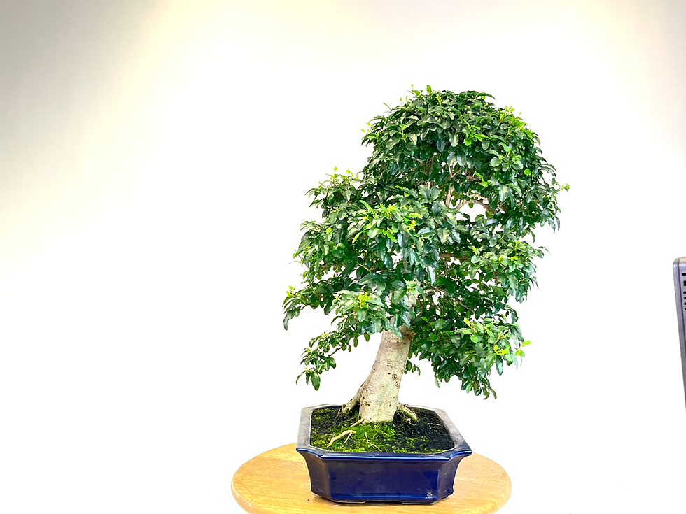 Miniature : TROENE Indonésien 22-24 ans 53 cm de hauteur  A01