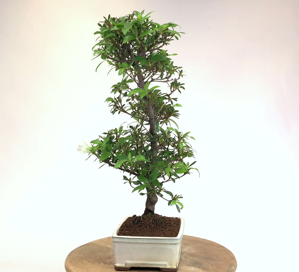 Miniature : AZALEE Satsuki +18 ans de 55 cm de hauteur   H24  Blanche