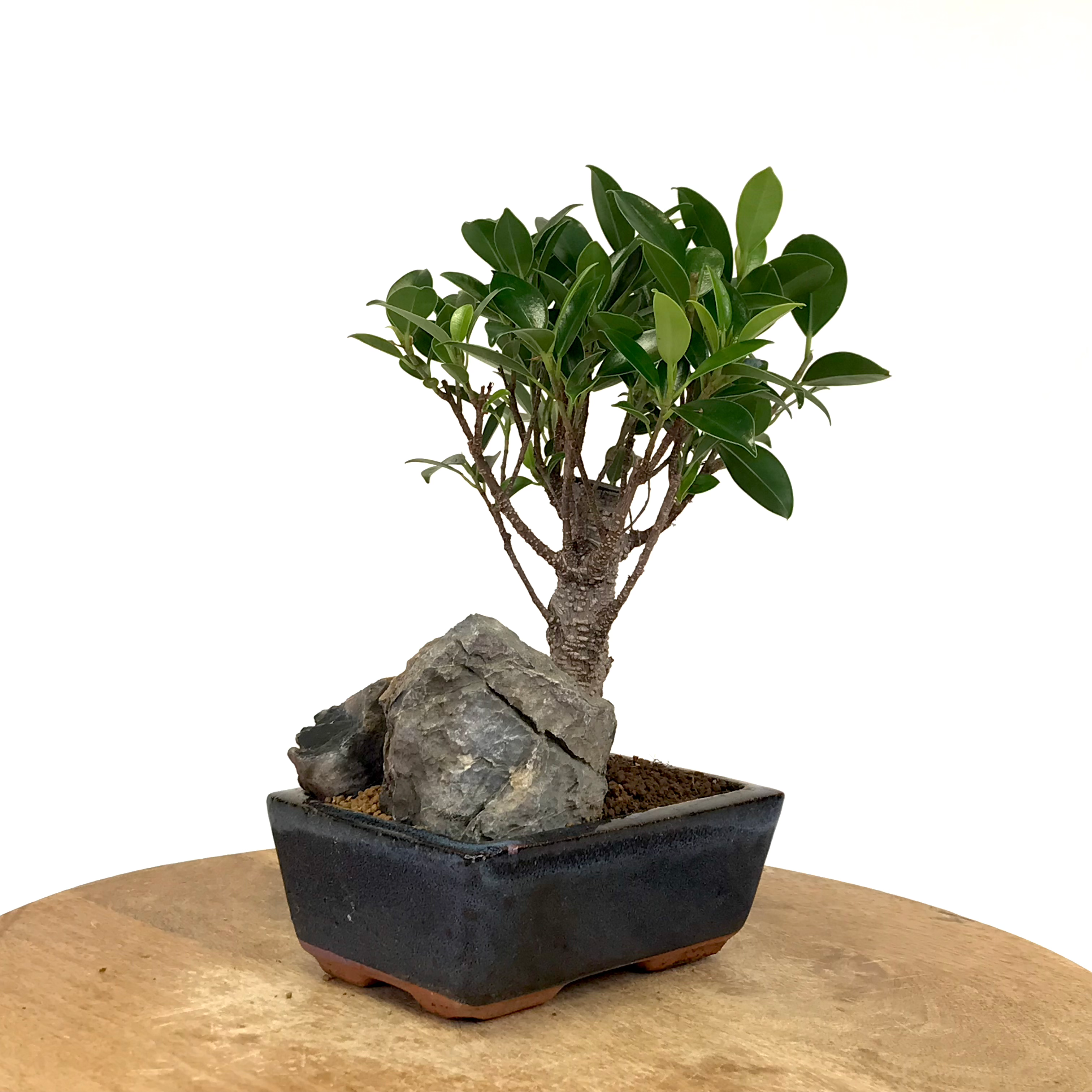 FICUS Retusa 6 ans de 25 cm de hauteur H17