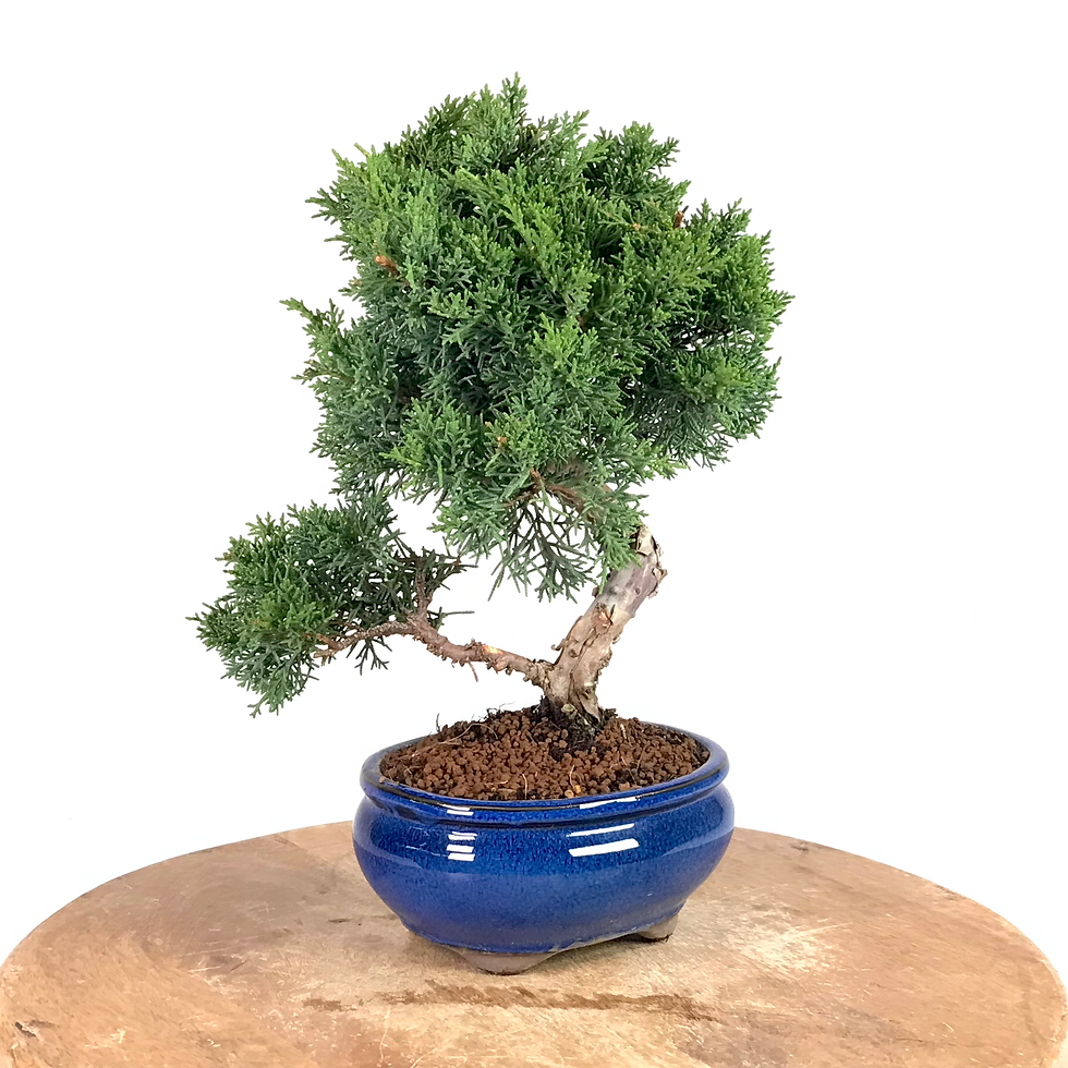 Miniature : JUNIPERUS Chinensis 'KYUSHU' 12 ans de 34 cm de hauteur  A74