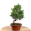 Miniature : JUNIPERUS Chinensis 16-17 ans de 33 cm de hauteur  X74