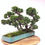 Miniature : JUNIPERUS Chinensis +18 ans de 29 cm de hauteur  C85