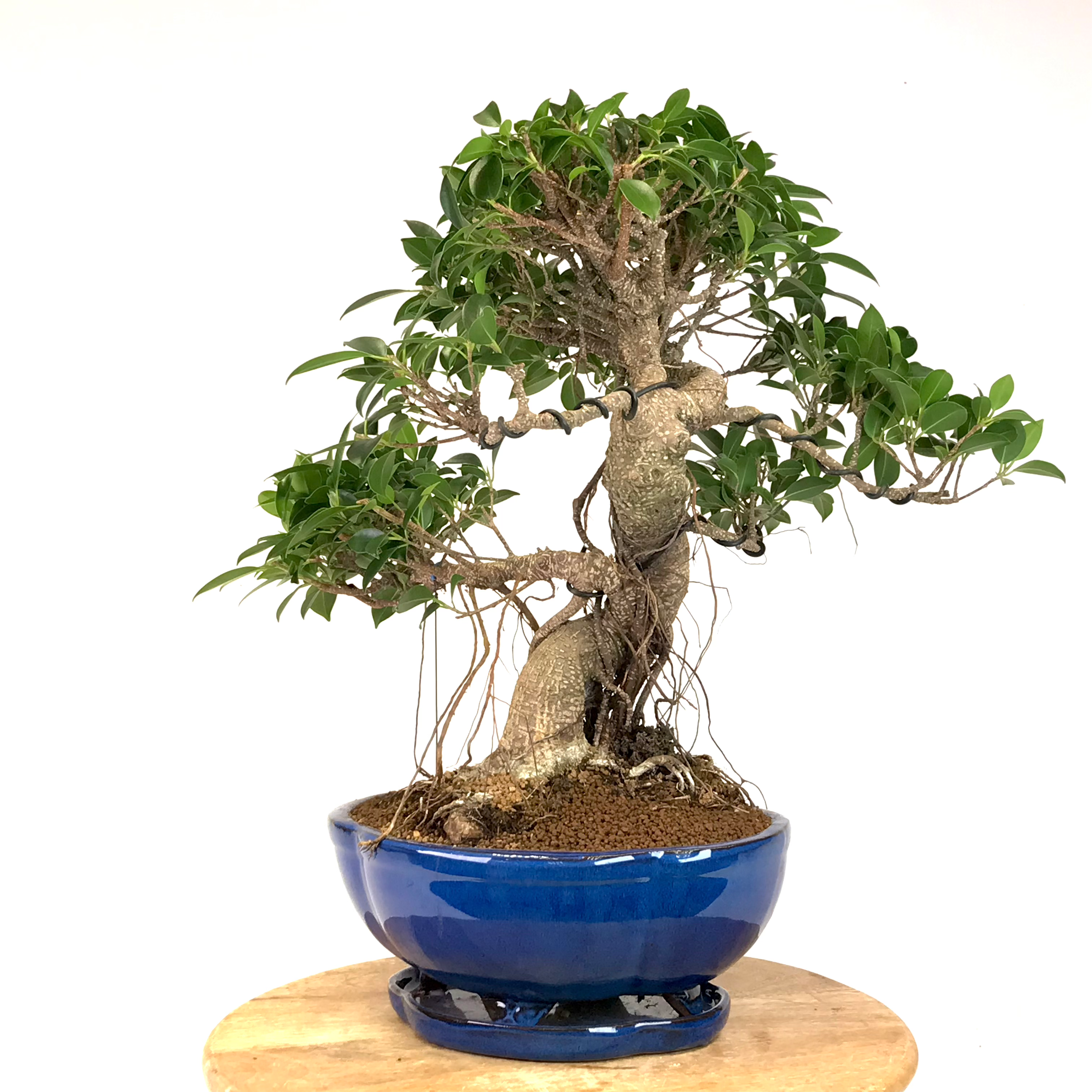 FICUS Retusa 15-17 ans de 52 cm de hauteur E55