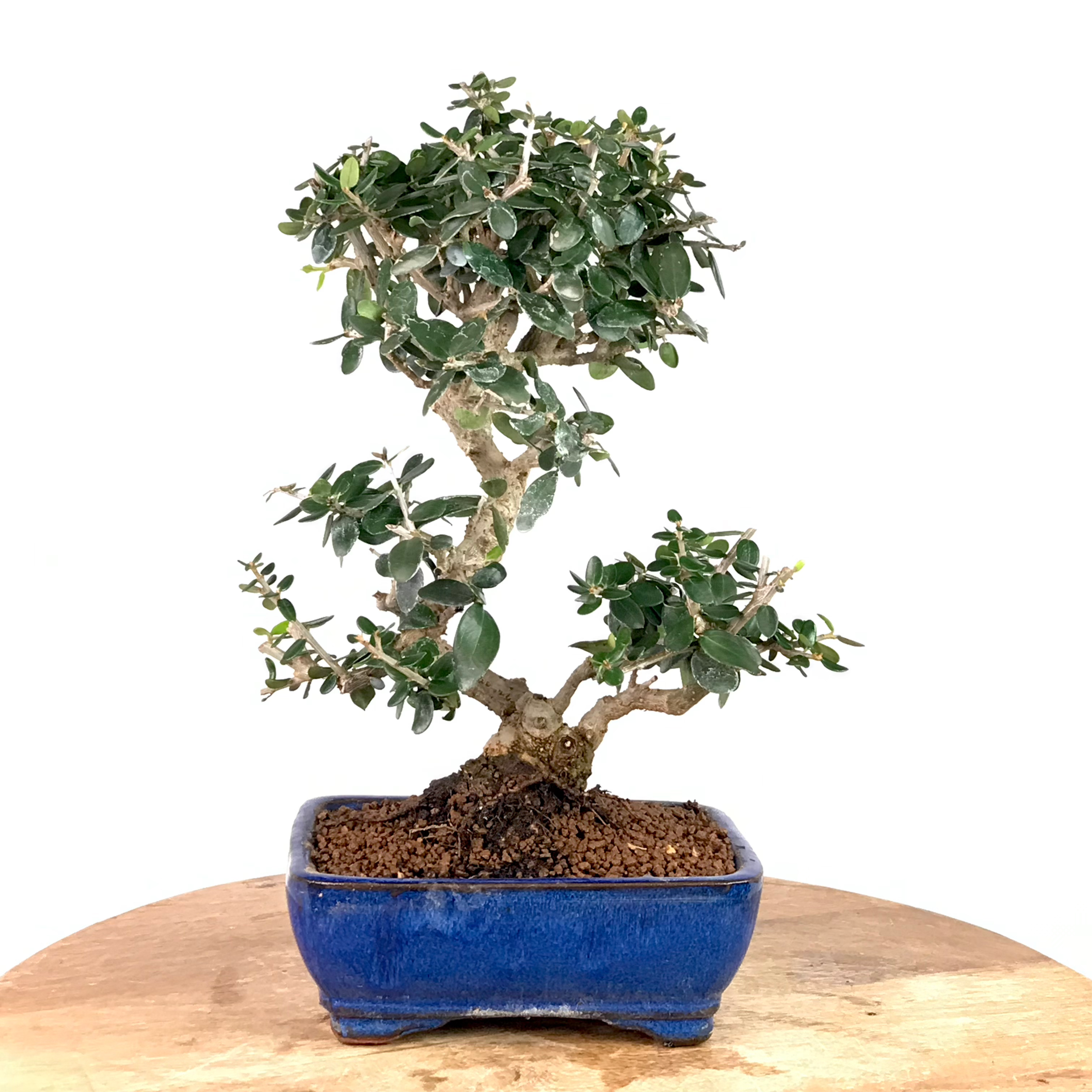 OLIVIER Sauvage Sylvestris 10-11 ans de 32 cm de hauteur   E62