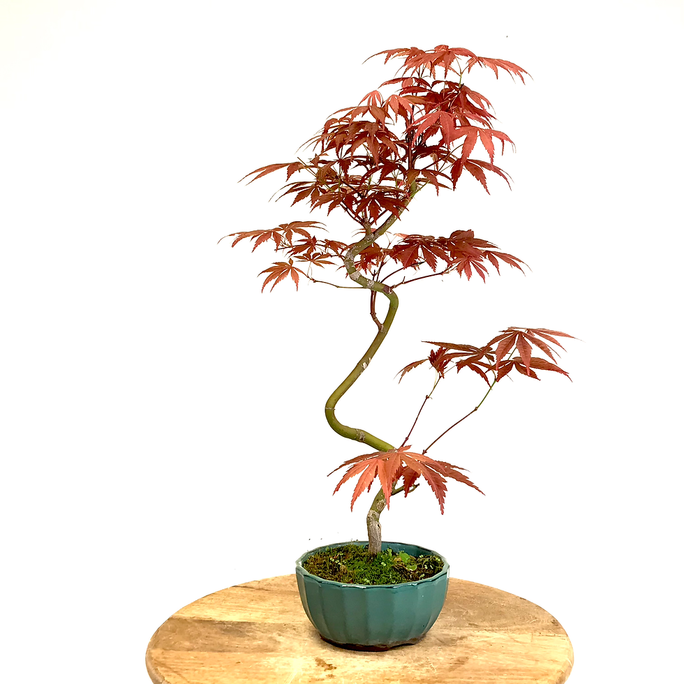 Miniature : ERABLE du japon 'atropurpureum' 13 ans de 54 cm de hauteur   H63