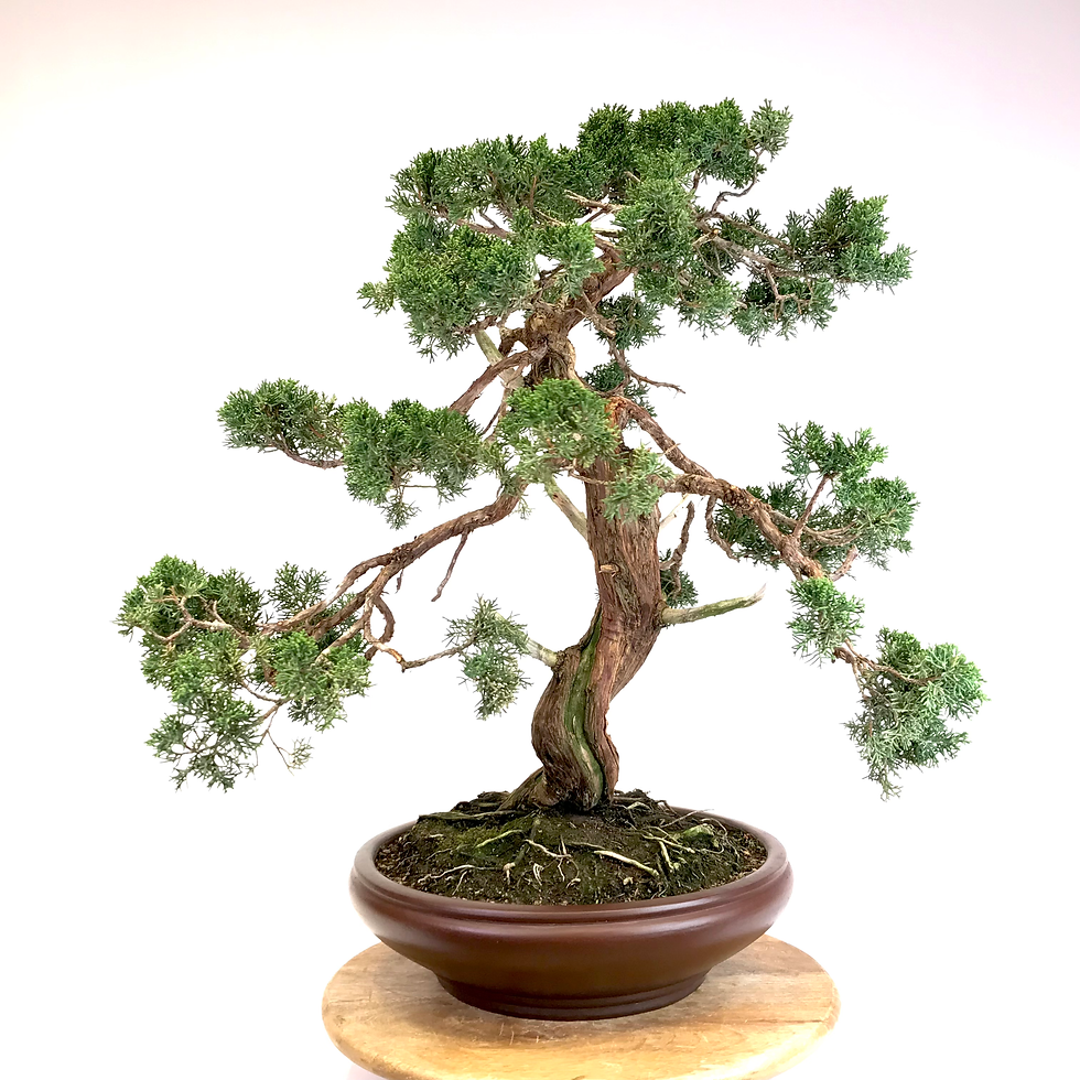 Miniature : JUNIPERUS Chinensis +60 ans de 74 cm de hauteur  C82
