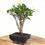 Miniature : FICUS Retusa 4 ans de 23 cm de hauteur  T15