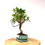 Miniature : FICUS Retusa 8 ans de 40 cm de hauteur  H53