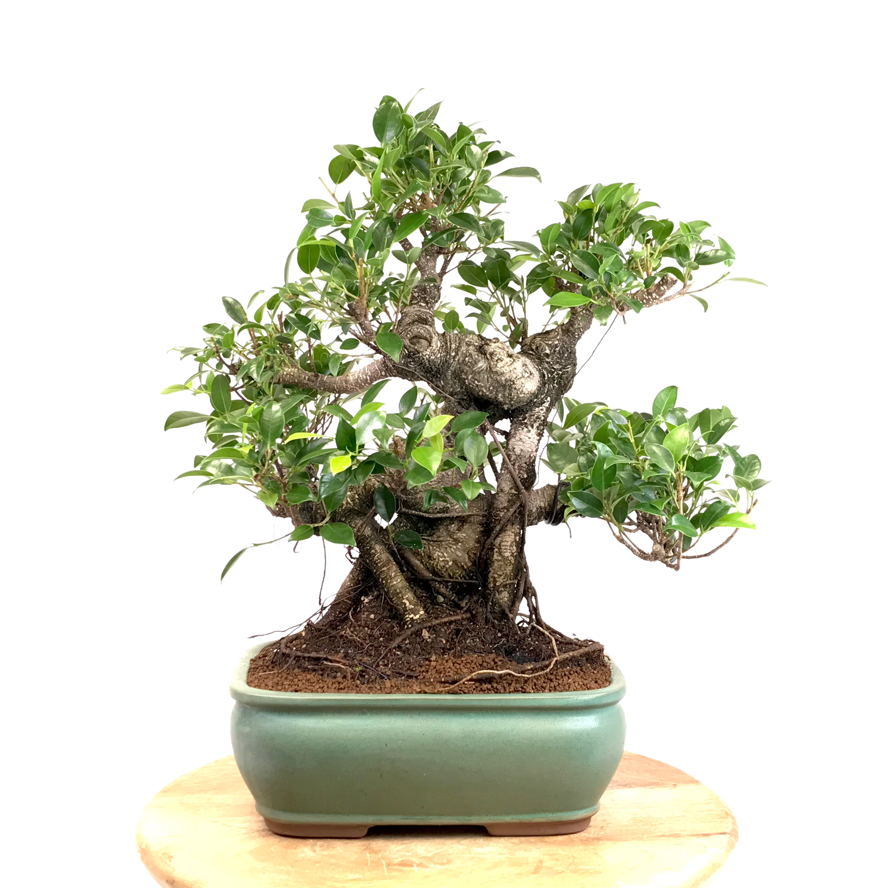 FICUS Retusa +25 ans de 46 cm de hauteur A62