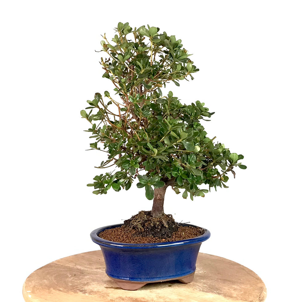 Miniature : AZALEE Satsuki 12-13 ans de 43 cm de hauteur   X53  Rouge