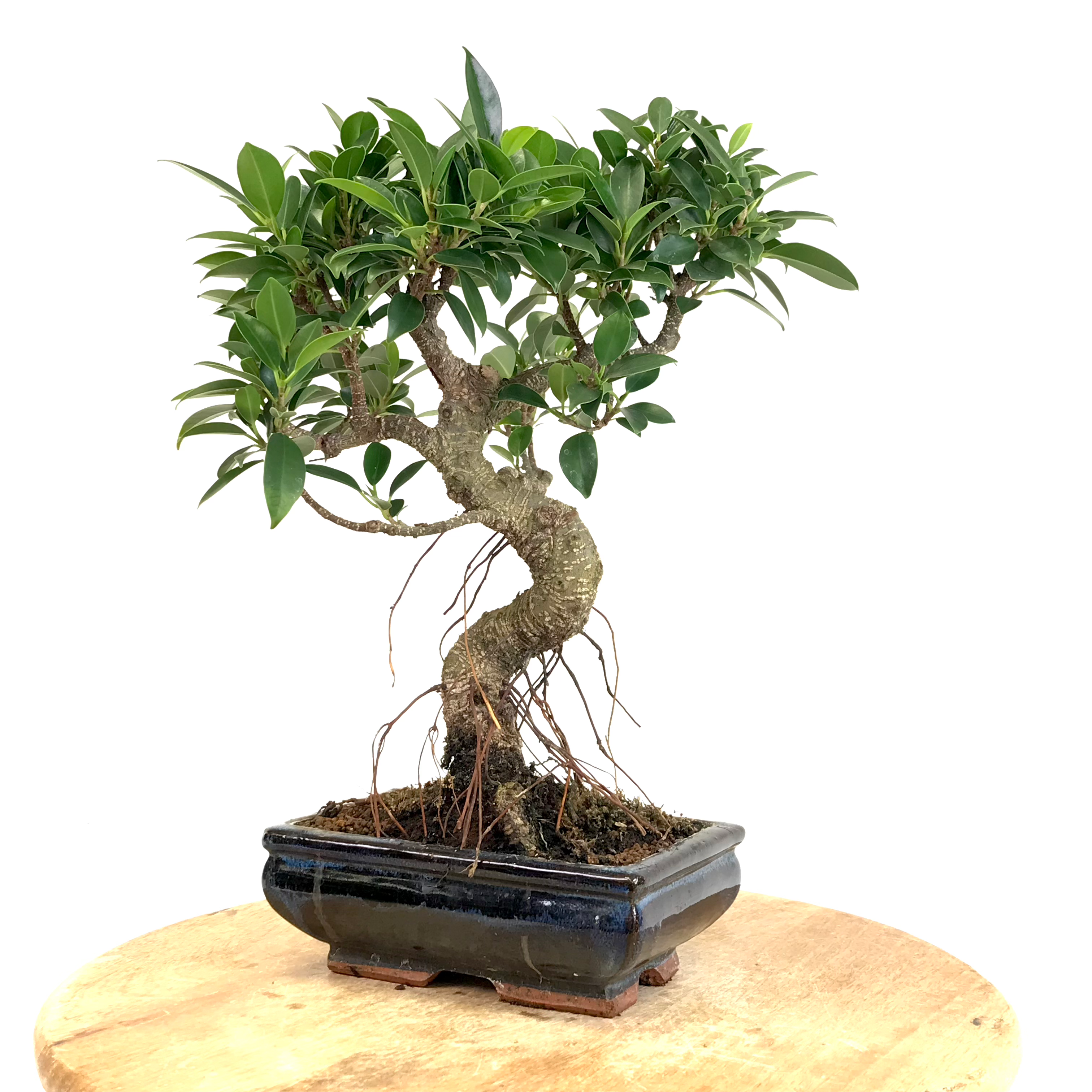 FICUS Retusa 10 ans de 38 cm de hauteur  H24