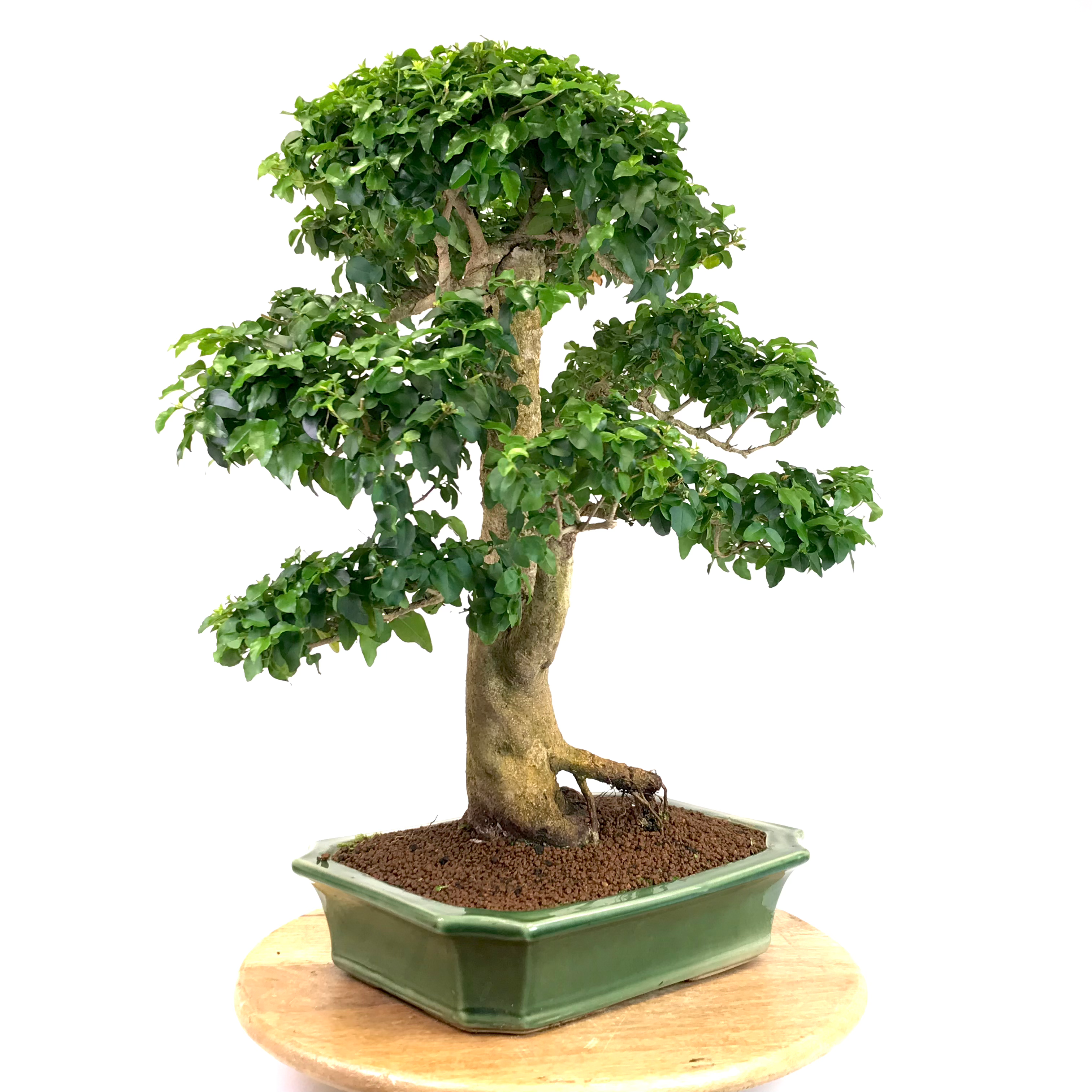 TROENE Indonésien 22-24 ans 55 cm de hauteur H32