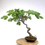Miniature : FIGUIER commun +18 ans 58 cm de hauteur   E06