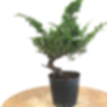 JUNIPERUS Chinensis 10 ans de 30 cm de hauteur   X16