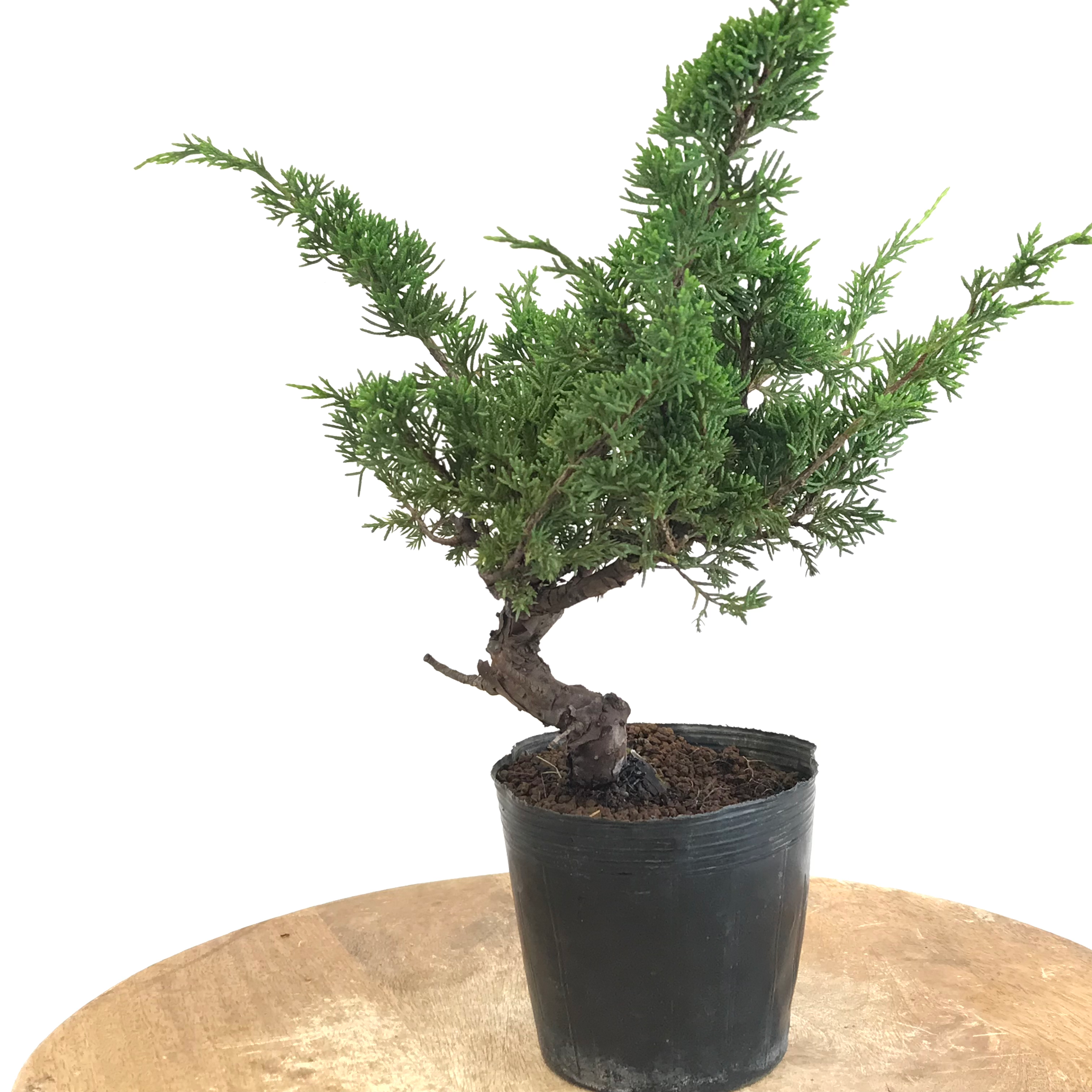 JUNIPERUS Chinensis 10 ans de 30 cm de hauteur X16
